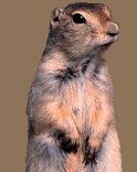Gophers